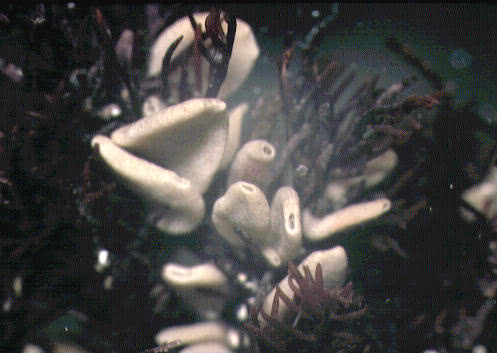 Purse Sponge (Grantia compressa)